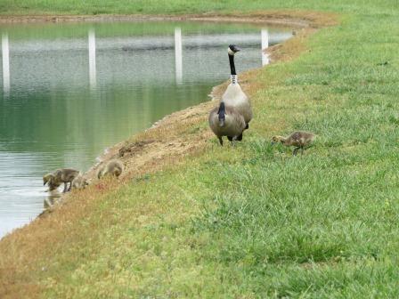 Geese